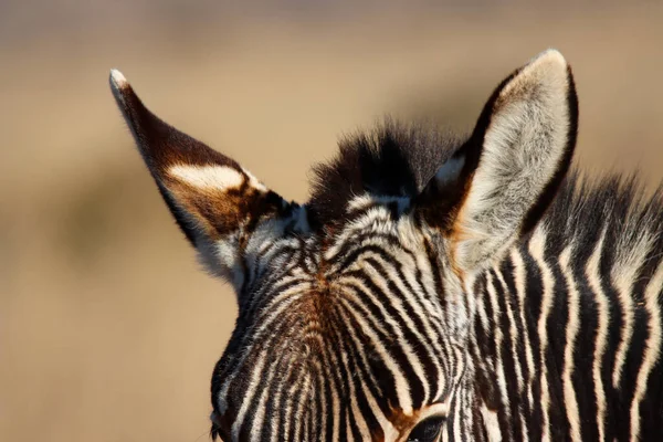 Mountain Zebra National Park Sudafrica Ritratto Una Zebra Montagna Zebra — Foto Stock