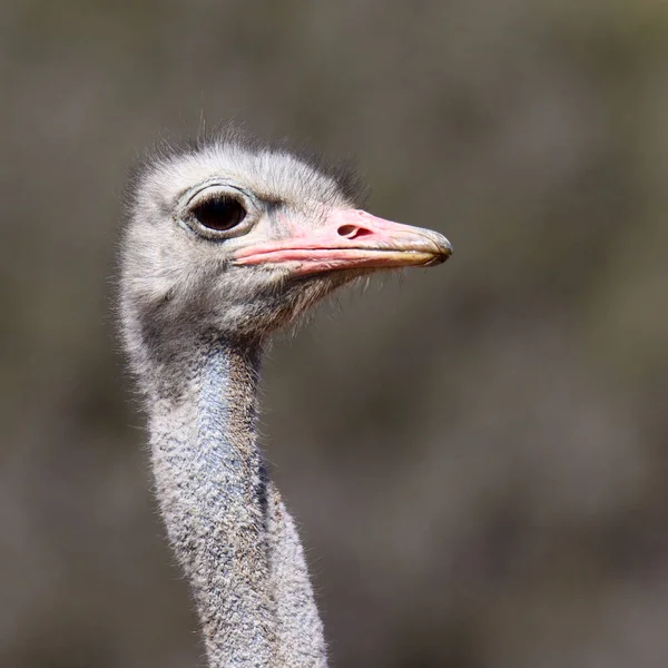 Mountain Zebra National Park Sud Africa Ritratto Struzzo — Foto Stock