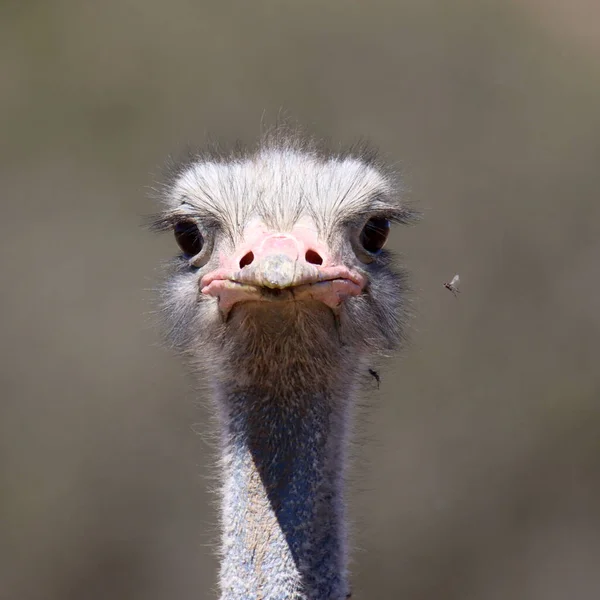 Mountain Zebra National Park Sud Africa Ritratto Struzzo — Foto Stock