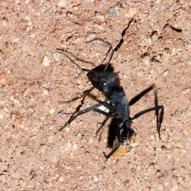 Zebra Dağı Ulusal Parkı, Güney Afrika: yuvadaki karınca