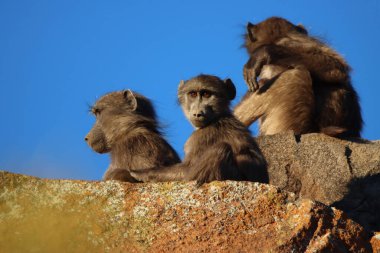 Zebra Dağı Ulusal Parkı, Güney Afrika: chacma babunu