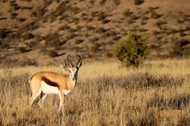 Zebra Dağı Ulusal Parkı, Güney Afrika: Springbok Antidorcas Marsupialis