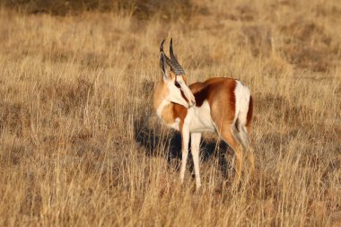 Zebra Dağı Ulusal Parkı, Güney Afrika: Springbok Antidorcas Marsupialis