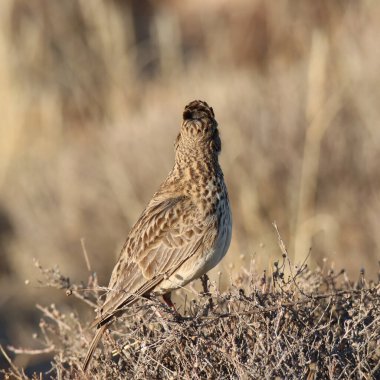 Zebra Dağı Ulusal Parkı, Güney Afrika: Büyük gagalı tarlakuşu
