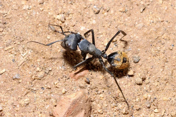 Taman Nasional Mountain Zebra Afrika Selatan Semut Sarang — Stok Foto