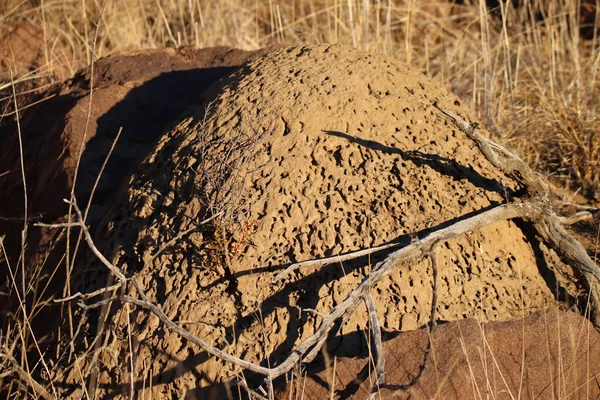 National Park Zebra National Park South Africa Anthill Termite Mound — стокове фото