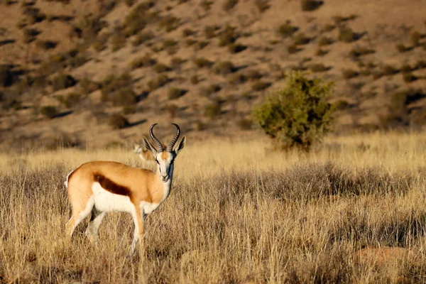 Mountain Zebra National Park Zuid Afrika Springbok Antidorcas Marsupialis — Stockfoto