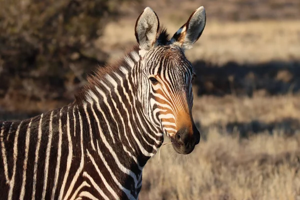 Mountain Zebra National Park Zuid Afrika Portret Van Een Berg — Stockfoto