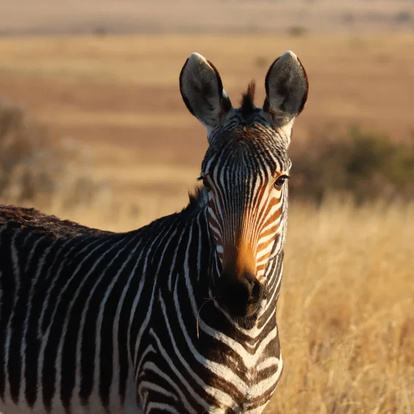 Mountain Zebra National Park Jihoafrická Republika Portrét Horské Zebry Zebra — Stock fotografie