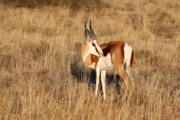 南アフリカ共和国のマウンテン ゼブラ国立公園 Springbok Antidorcas Marsuialis — ストック写真