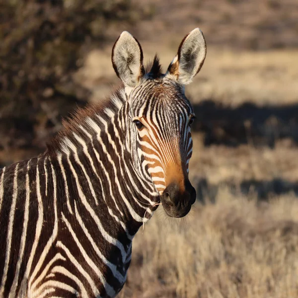 Mountain Zebra National Park Jihoafrická Republika Portrét Horské Zebry Zebra — Stock fotografie