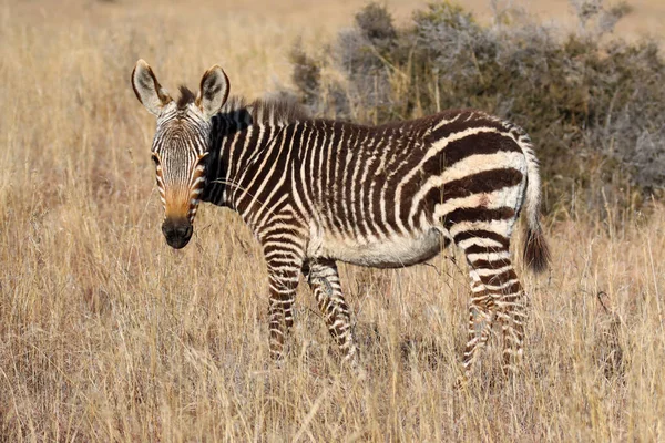 Parque Nacional Mountain Zebra África Sul Potro Zebra — Fotografia de Stock