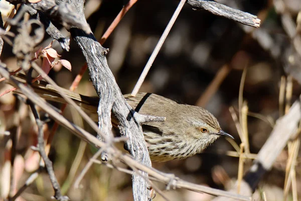 얼룩말 남아프리카 공화국 Karoo Prinia — 스톡 사진