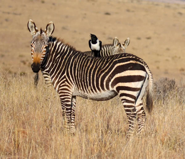 Mountain Zebra National Park Jihoafrická Republika Pied Vrána Zadní Straně — Stock fotografie