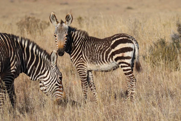 Mountain Zebra National Park Südafrika Zebrafohlen — Stockfoto