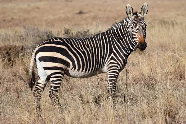 Parque Nacional Mountain Zebra África Sul Potro Zebra — Fotografia de Stock