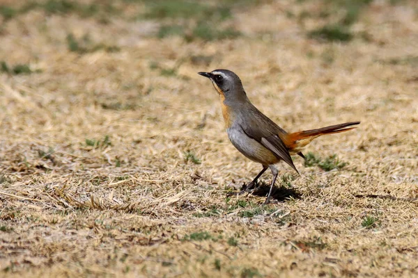 Mountain Zebra National Park Afrika Selatan Cape Robin Chat — Stok Foto