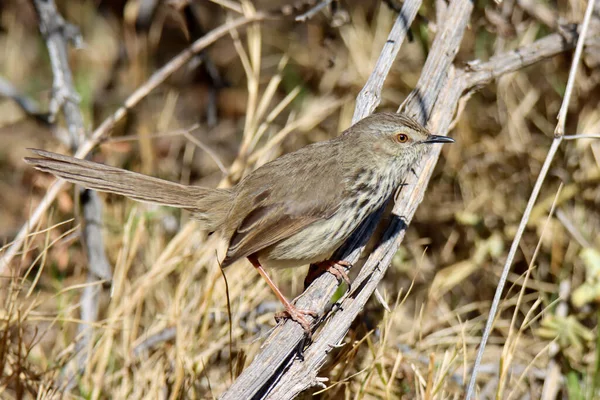 Mountain Zebra National Park Südafrika Karoo Prinia — Stockfoto