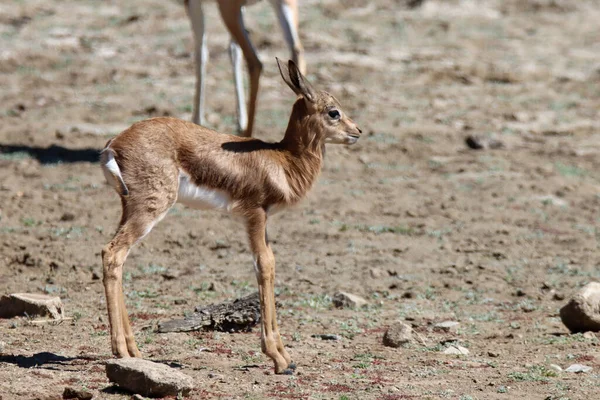 Mountain Zebra National Park Zuid Afrika Baby Springbok — Stockfoto