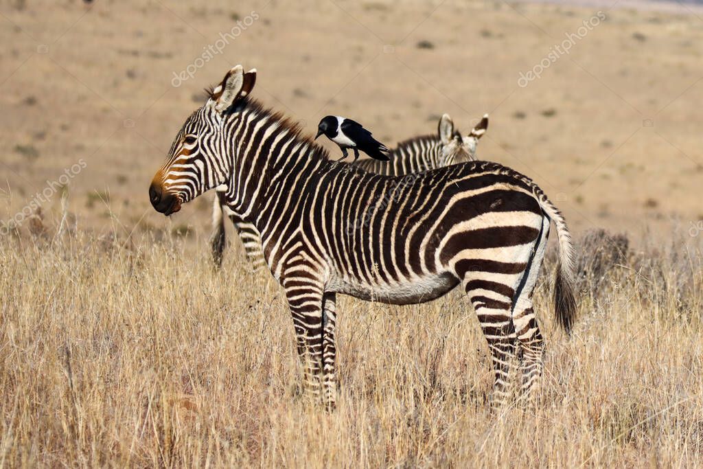 Mountain Zebra National Park, Sudáfrica cuervo de flauta en la parte