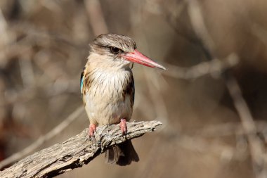 Zebra Dağı Ulusal Parkı, Güney Afrika: Kahverengi kapüşonlu Kingfisher.