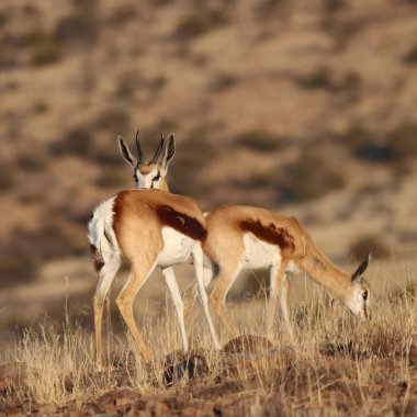Zebra Dağı Ulusal Parkı, Güney Afrika: Springbok.