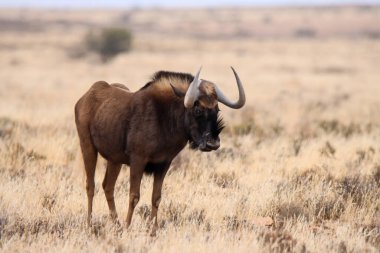 Zebra Dağı Ulusal Parkı, Güney Afrika: Connochaetes Gnou Kara Antilop.