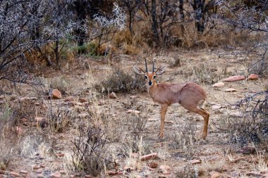 Zebra Dağı Ulusal Parkı, Güney Afrika: Steenbok