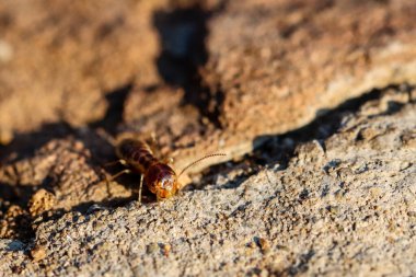 Zebra Dağı Ulusal Parkı, Güney Afrika: Termitler yuvada