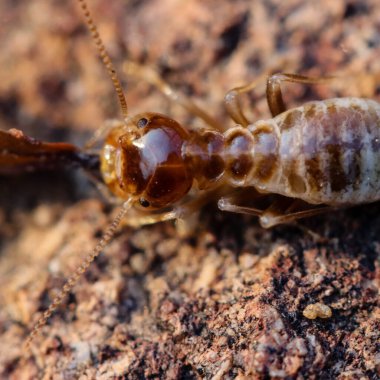 Addo elephant Milli Parkı