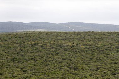 Addo elephant Milli Parkı