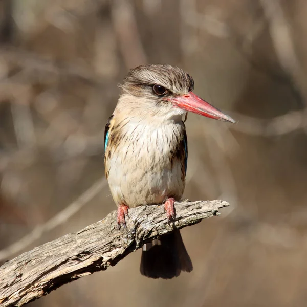 Национальный Парк Маунтин Зебра Юар Kingfisher Коричневом Капюшоне — стоковое фото