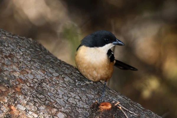 Mountain Zebra National Park South Africa Southern Boubou — стокове фото