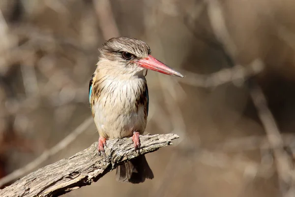 Mountain Zebra National Park África Sul Kingfisher Com Capuz Marrom — Fotografia de Stock