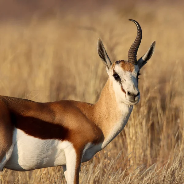 Mountain Zebra National Park Rpa Jeden Rogaty Springbok Baran Prawdopodobnie — Zdjęcie stockowe