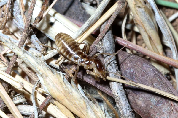 Parc National Mountain Zebra Afrique Sud Termite — Photo