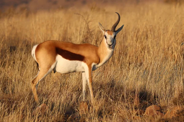 Mountain Zebra National Park Zuid Afrika Een Gehoornde Springbok Ram — Stockfoto