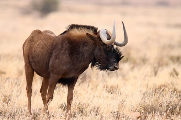 Mountain Zebra National Park Sud Africa Connochaetes Gnou Black Wildebeest — Foto Stock