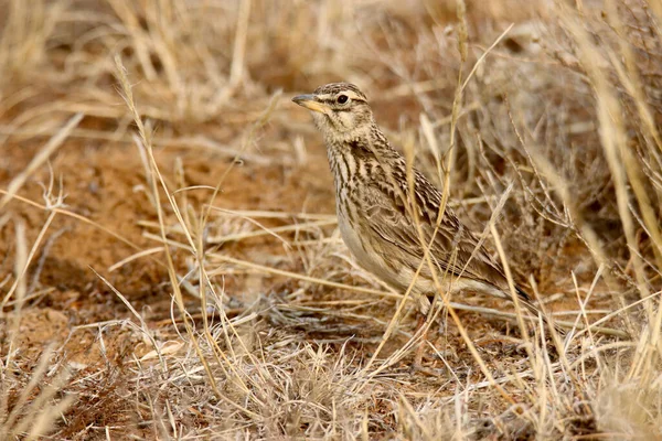 Zebra Dağı Ulusal Parkı Güney Afrika Kalın Gagalı Tarlakuşu — Stok fotoğraf