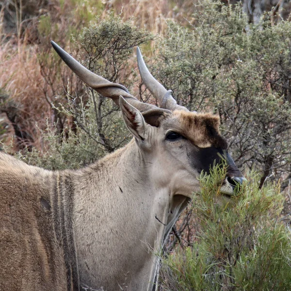 Mountain Zebra National Park Zuid Afrika Eland Taurotragus Oryx — Stockfoto