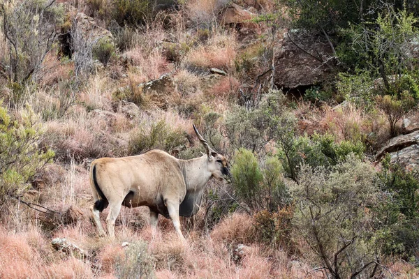 Mountain Zebra National Park Zuid Afrika Eland Taurotragus Oryx — Stockfoto
