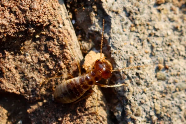 Parc National Mountain Zebra Afrique Sud Termites Nid — Photo