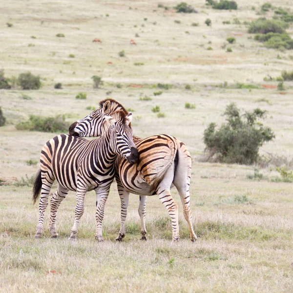 Addo Elephant National Park — Fotografia de Stock