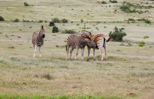 Addo Elephant National Park — Photo