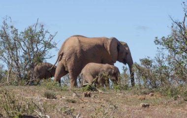 Addo Fil Ulusal Parkı: inek ve buzağı