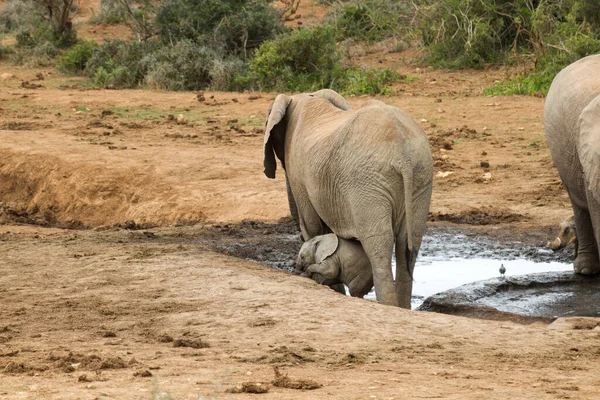 Parque Nacional Addo Elephant —  Fotos de Stock