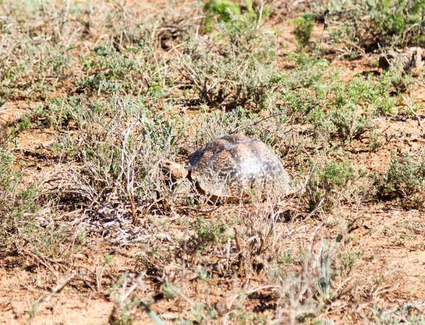 Nationaal Park Addo Elephant Landschildpad — Stockfoto