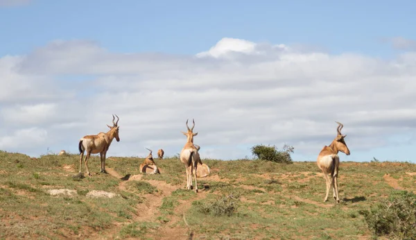 Addo Elephant National Park Red Harteest — 스톡 사진