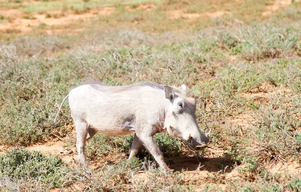 Národní Park Addo Elephant Warthog — Stock fotografie