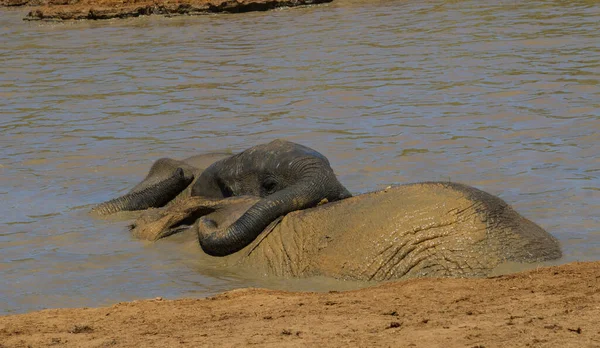 Национальный Парк Addo Elephant Купание Слонов — стоковое фото